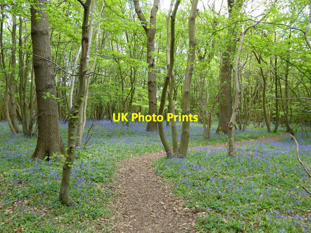 Photo 6"x4" In Potters Wood Hartlip c2017