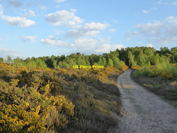 Photo 6"x4" Sandy track across heathland, Thursley Common Thursley c2017