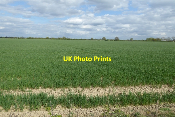 Photo 6"x4" Crops growing beside Northfield Road Highfield\/SE7236 c2017