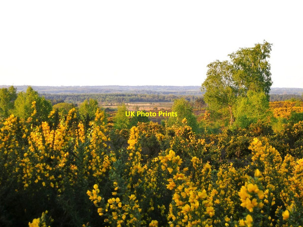 Photo 6"x4" Thursley Common: gorse and birch Thursley c2017