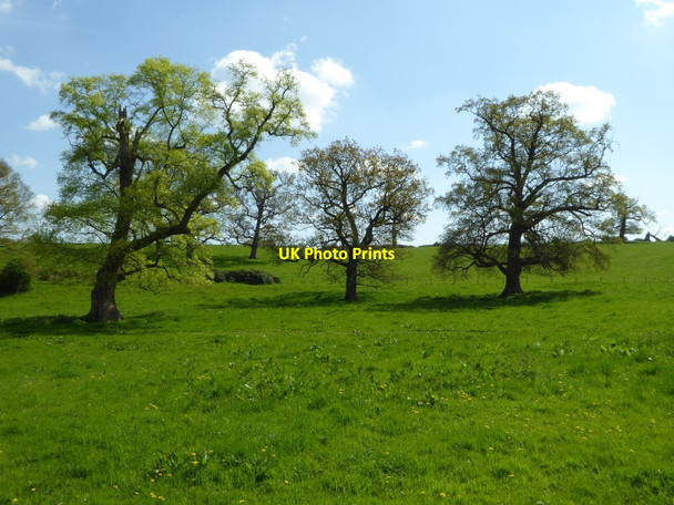Photo 6"x4" Trees to the east of Tortworth church Tortworth c2017