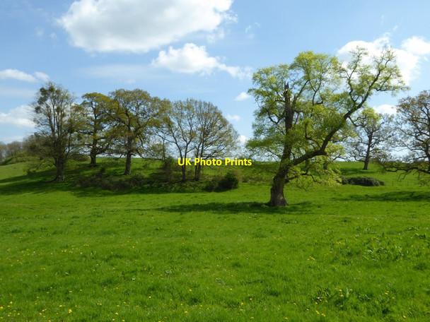 Photo 6"x4" Trees at Tortworth Tortworth c2017