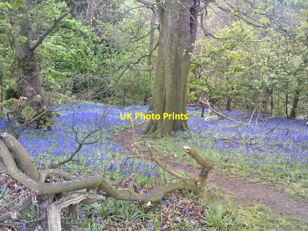Photo 6"x4" Bluebell Bank Himley c2017