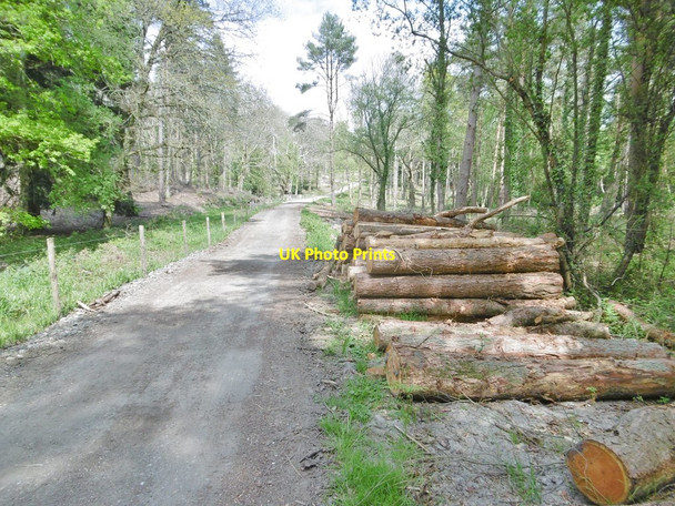 Photo 6"x4" Corfe Mullen, timber Barrow Hill\/SY9596 c2017