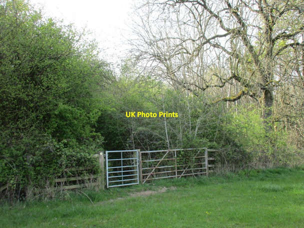 Photo 6"x4" Approaching Whitfield Wood Biddlesden c2017