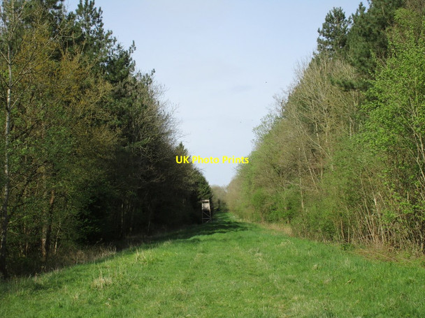 Photo 6"x4" The northern ride, Whitfield Wood Biddlesden c2017