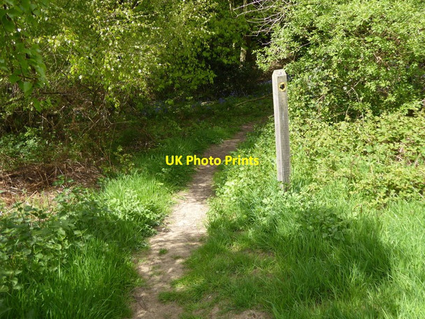 Photo 6"x4" Path enters wood west of Great Lywood Farm Ardingly c2017