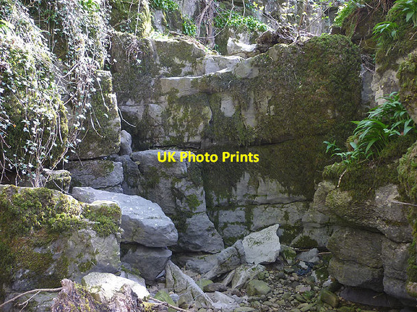 Photo 6"x4" In Yellow Gill Dent\/SD7086 c2017