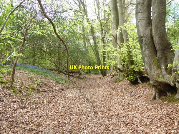 Photo 6"x4" Hoad Lane looking west Ardingly c2017