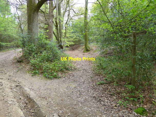Photo 6"x4" Looking west from signpost on Hoad Lane Ardingly c2017