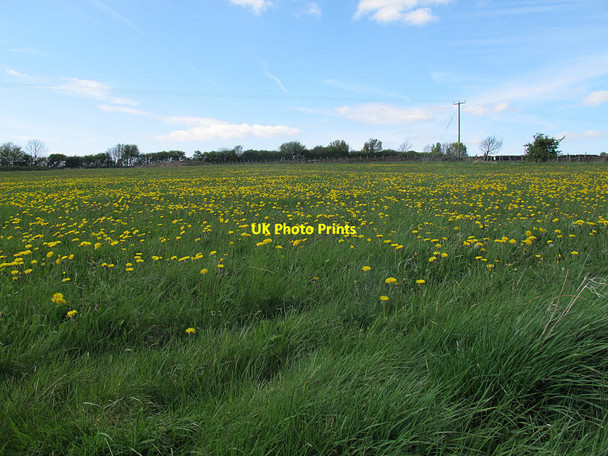 Photo 6"x4" Field with dandelions Pudsey\/SE2233 c2017