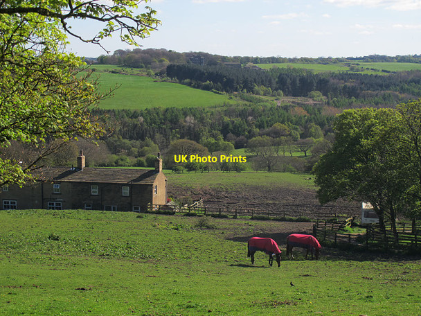 Photo 6"x4" Horses in a field Pudsey\/SE2233 c2017