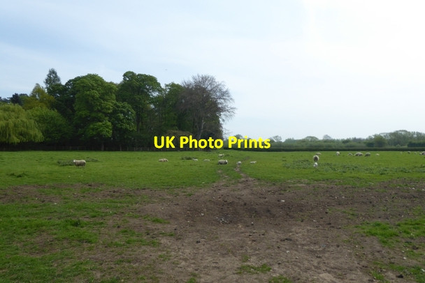 Photo 6"x4" Field near Kirkby Wharfe Kirkby Wharfe c2017