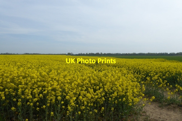Photo 6"x4" Rape fields Scarthingwell c2017