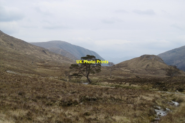 Photo 6"x4" Pine, upper Cona Glen Cona River c2017