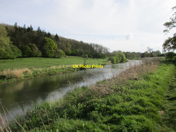 Photo 6"x4" The River Derwent below Howsham Wood Crambe c2017