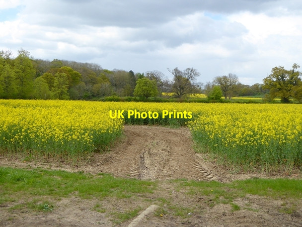 Photo 6"x4" Field of oilseed rape Woodbridge\/TM2649 c2017