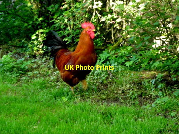 Photo 6"x4" Cock, Magheralough Castlederg c2017
