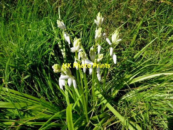 Photo 6"x4" Whitebells, Whitehouse Castlederg c2017