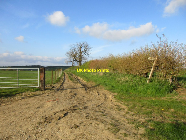 Photo 6"x4" Track to Crambe Crambe c2017