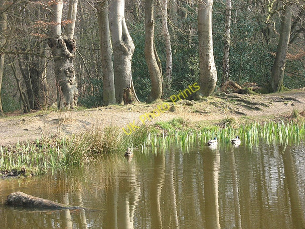 Photo 6"x4" Ducks on Blackweir pond Loughton\/TQ4396 c2009