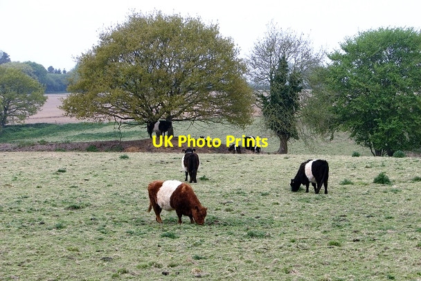 Photo 6"x4" Belted Galloway Cattle Rockland St Mary c2017