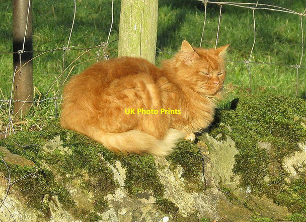 Photo 6"x4" Cat, Stainburn Stainburn\/SE2448 c2016