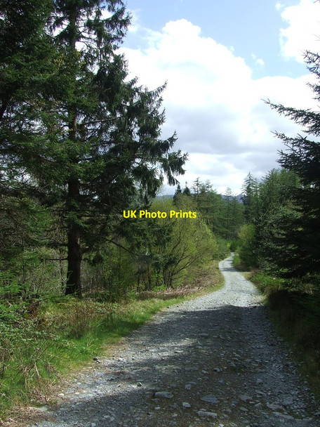 Photo 6"x4" Forest Track Hawddamor c2017