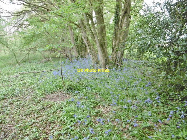Photo 6"x4" Winterborne Zelston, bluebells Winterborne Zelston c2017