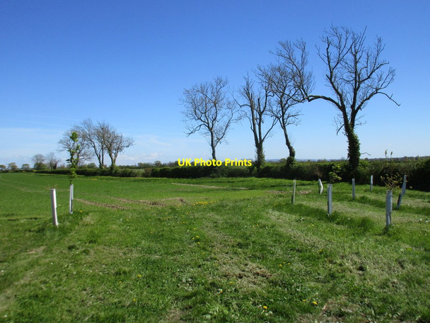 Photo 6"x4" Recently planted trees near Redbridge Sewer Barton-le-Street c2017