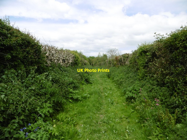 Photo 6"x4" Winterborne Zelston, bridleway Winterborne Zelston c2017