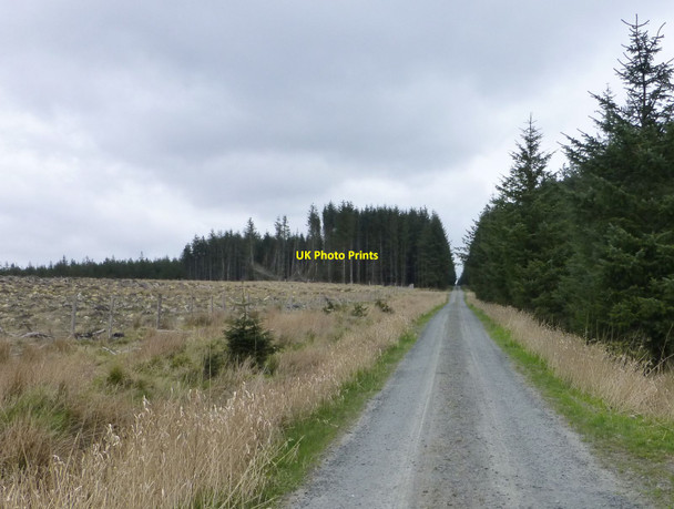Photo 6"x4" Forestry on Rushy Knowe Manside Flow c2017