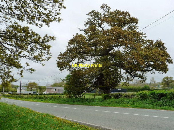Photo 6"x4" Tree on the B5381 at Glascoed Glascoed\/SH9973 c2017