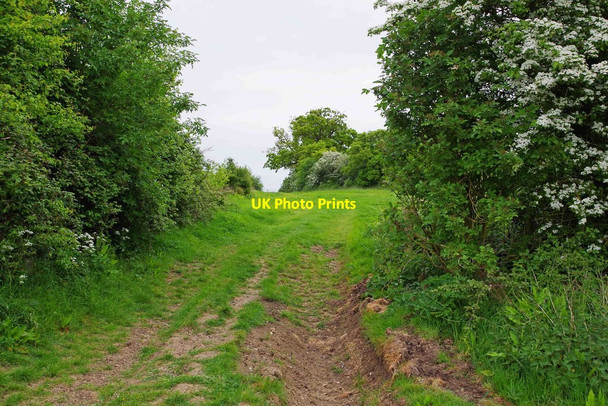 Photo 6"x4" Track in field, near Cogges, Witney, Oxon Witney c2017