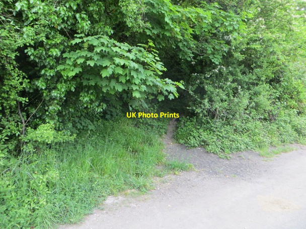 Photo 6"x4" Path in the Hedge Moulsford c2016