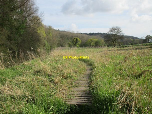 Photo 6"x4" Duckboarded path by the River Derwent Crambe c2017