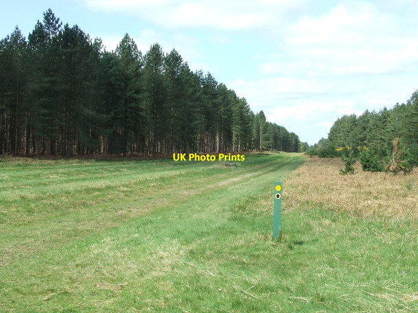 Photo 6"x4" Very Wide Forest Track Elveden c2017