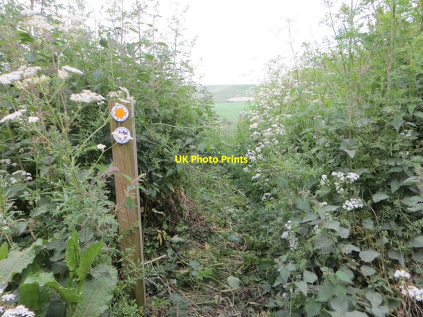 Photo 6"x4" Path Through the Weeds Moulsford c2016