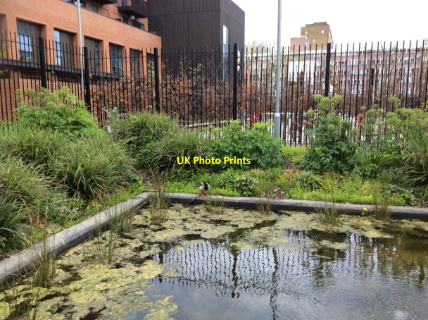 Photo 6"x4" Netley Primary School, Garden pond London c2016