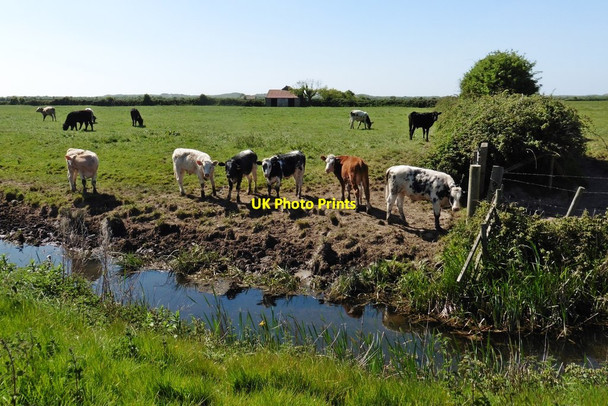 Photo 6"x4" Cattle on Braunton Marsh Velator c2017