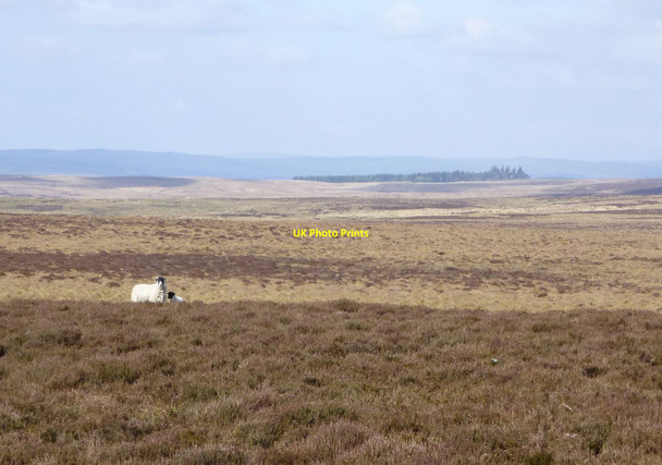 Photo 6"x4" Looking from Rushy Knowe Dod Hill\/NT9100 c2017