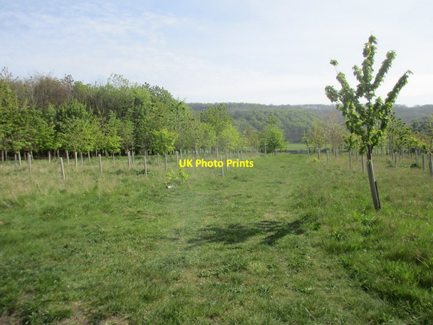 Photo 6"x4" New plantation at Potter Brompton Ganton c2017