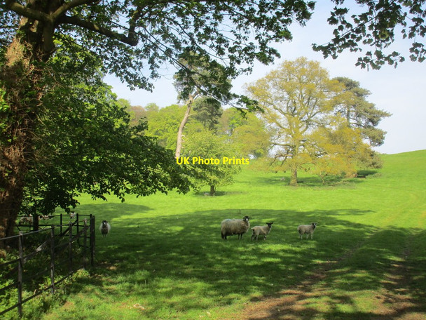Photo 6"x4" Sheep on the Wykeham Estate Brompton-by-Sawdon c2017