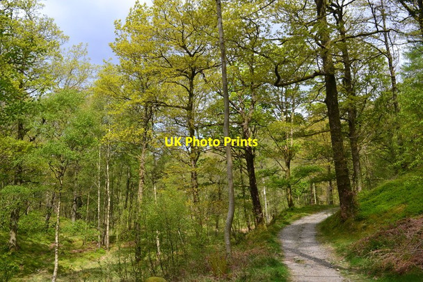 Photo 6"x4" Footpath near Hogs Earth leading to Ashness Wood Grange\/NY2517 c2017
