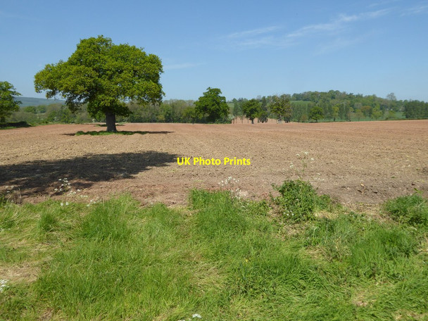 Photo 6"x4" Trees in an arable field Ashford Carbonell c2017