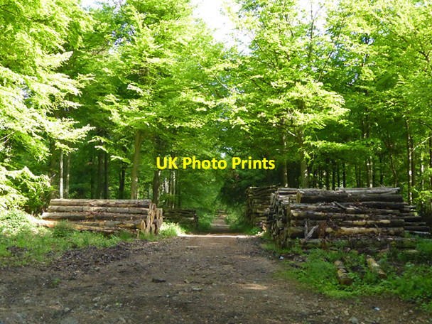 Photo 6"x4" Track, Potters Crouch Plantations Bedmond c2017