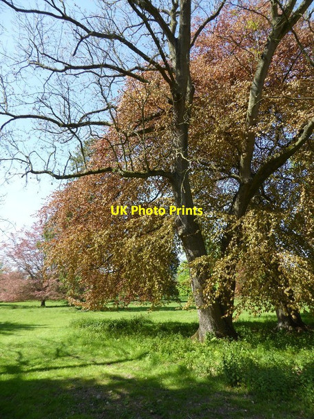 Photo 6"x4" Beech trees Ashford Carbonell c2017