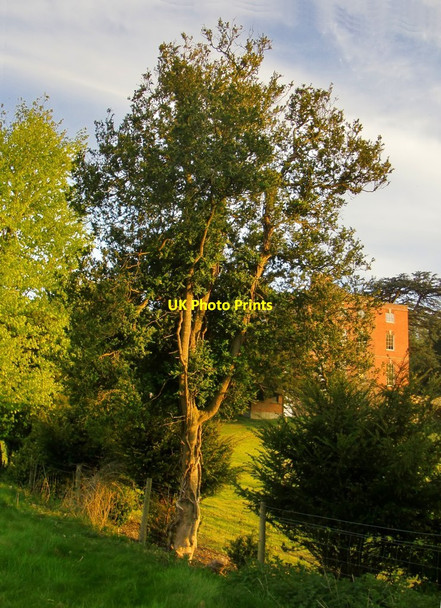 Photo 6"x4" Box tree at Netheravon House Netheravon c2017