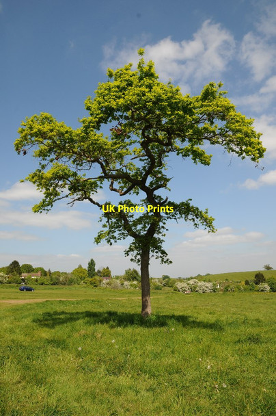 Photo 6"x4" Young oak tree Brayswick c2017