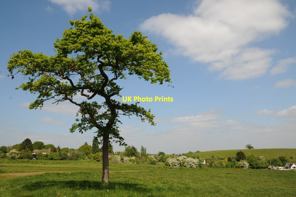 Photo 6"x4" Young oak tree, Old Hills Brayswick c2017